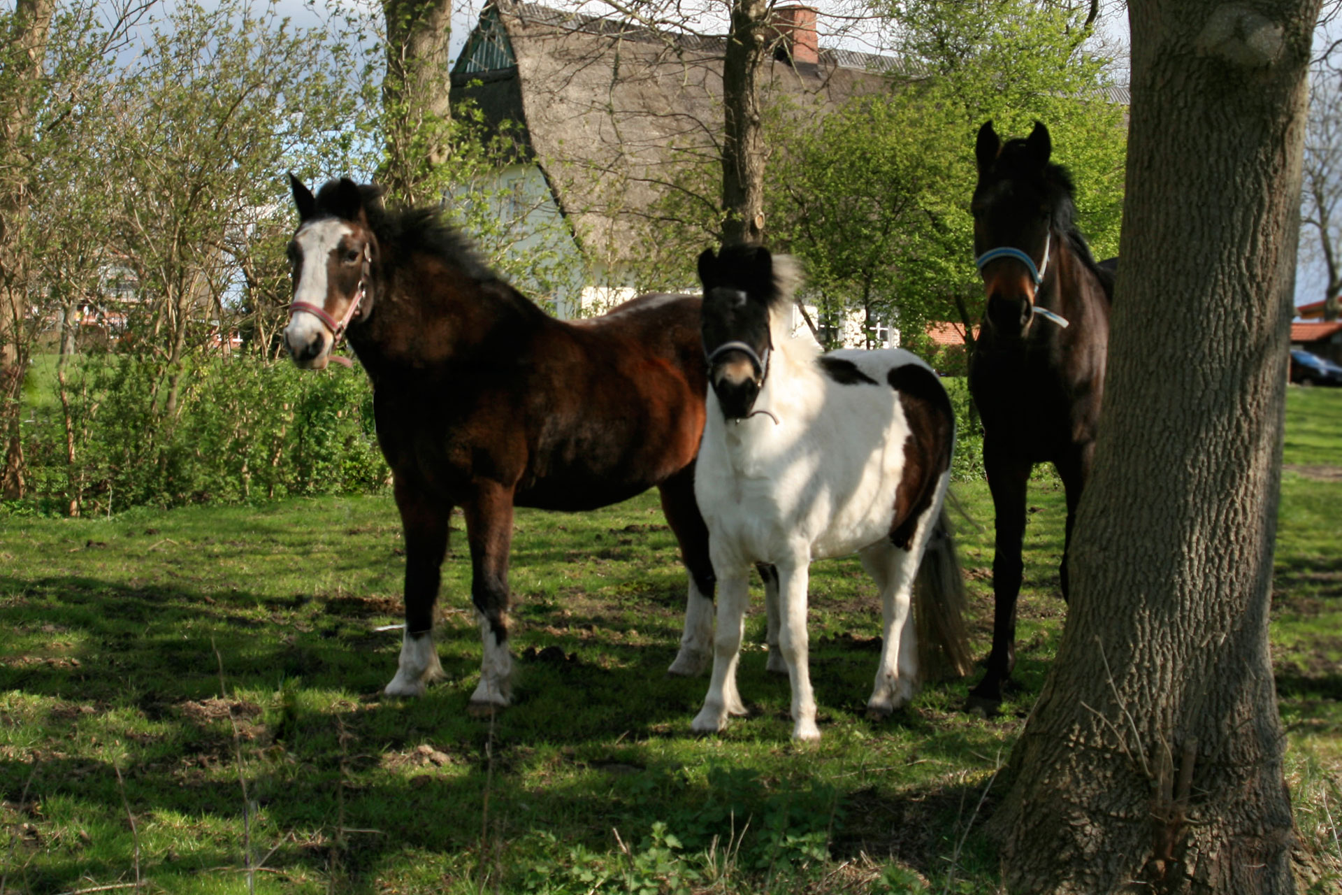 Holstendorf Ein Ort für Pferde